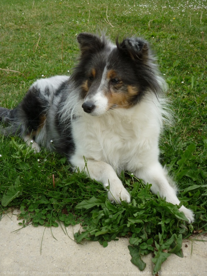 Photo de Chien de berger des shetland