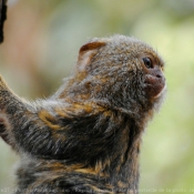 Photo de Singe - ouistiti pygme