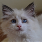 Photo de Ragdoll