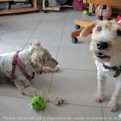 Photo de Fox terrier  poil dur