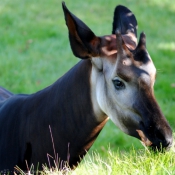 Photo d'Okapi