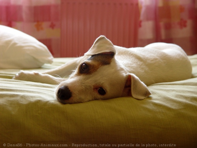 Photo de Jack russell terrier