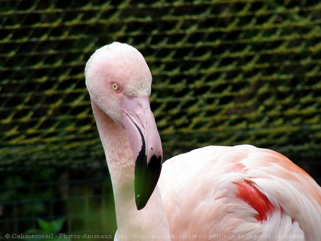 Photo de Flamand rose