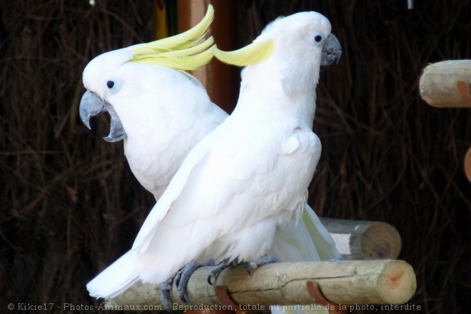 Photo de Cacatoes