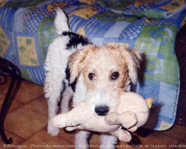 Photo de Fox terrier  poil dur