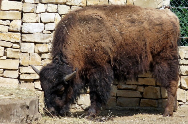 Photo de Bison