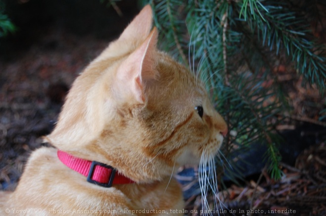 Photo de Chat domestique