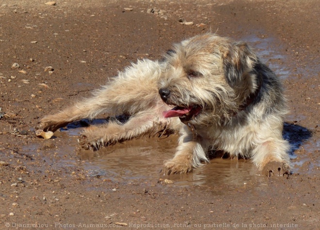 Photo de Border terrier