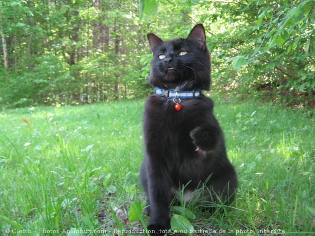 Photo de Chat domestique