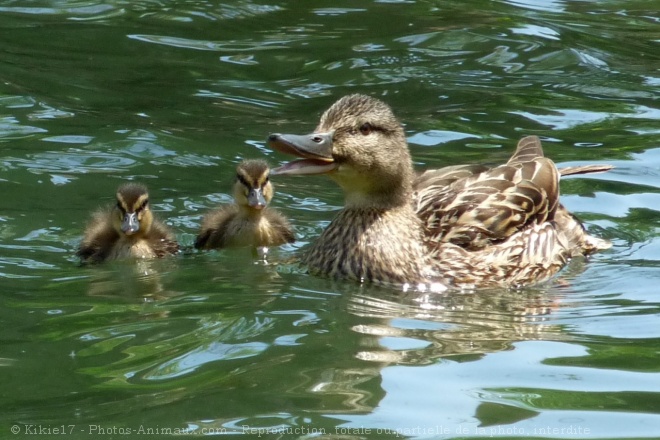 Photo de Canard colvert