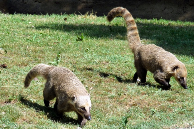 Photo de Coati