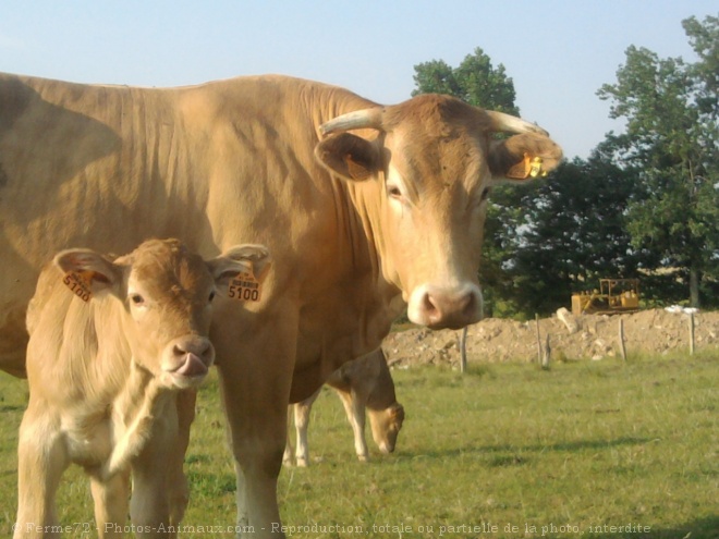 Photo de Vache - blonde d'aquitaine