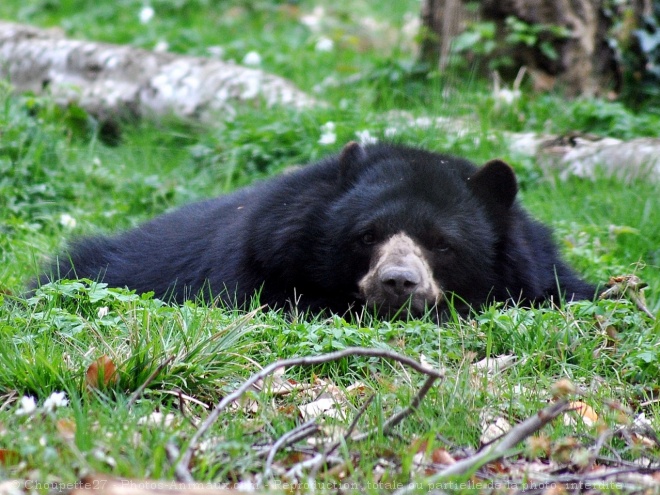 Photo d'Ours