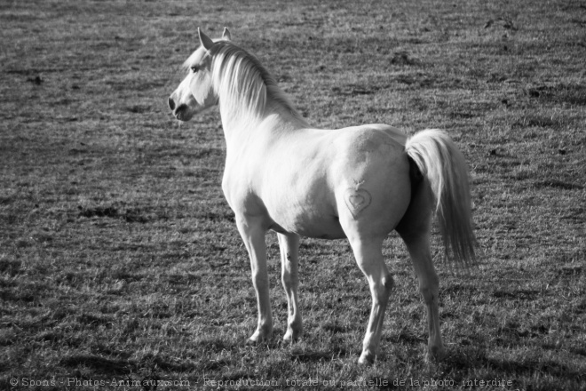 Photo de Camargue