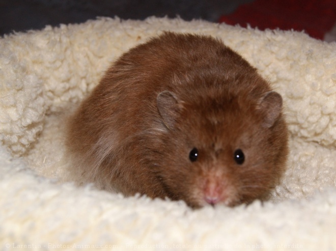 Photo de Hamster