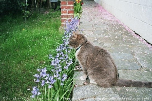 Photo de Chat domestique