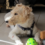 Photo de Fox terrier  poil dur