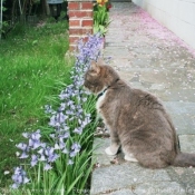 Photo de Chat domestique