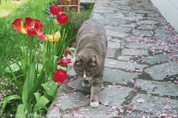 Photo de Chat domestique