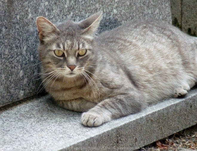 Photo de Chat domestique