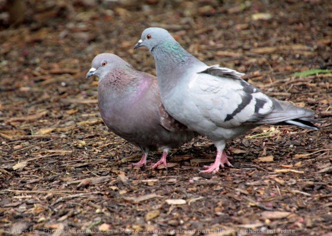 Photo de Pigeon