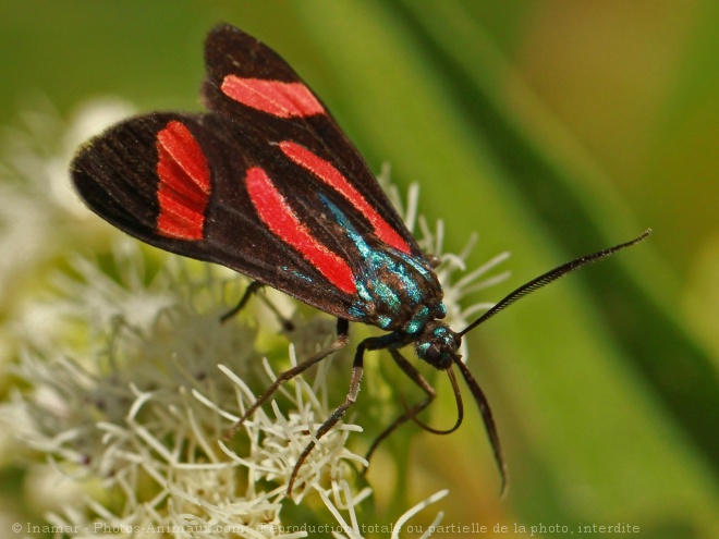 Photo de Papillon - la sylvaine