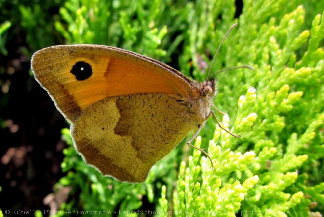 Photo de Papillon