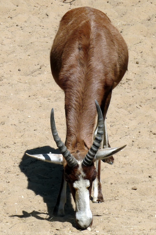 Photo d'Antilope