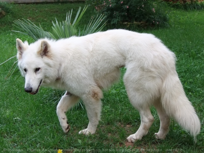 Photo de Berger blanc suisse