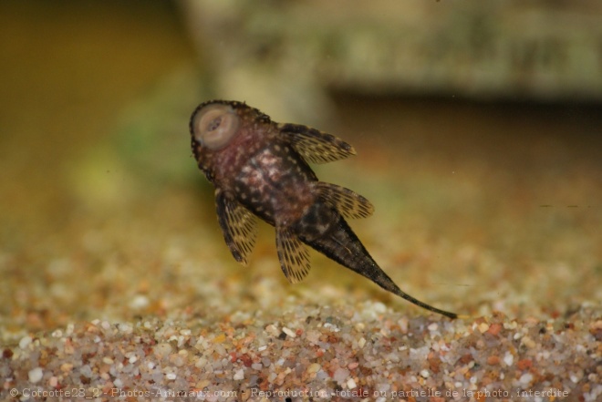 Photo de Poissons exotiques