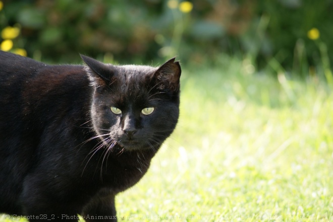 Photo de Chat domestique