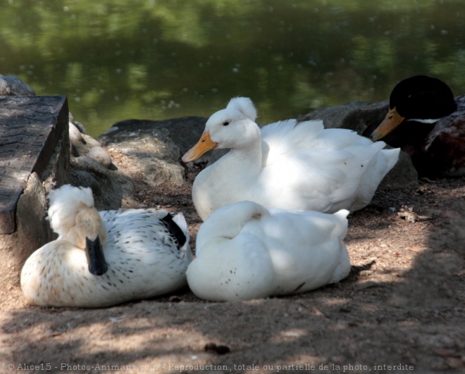 Photo de Canard