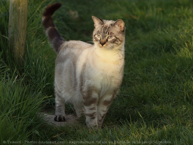 Photo de Chat domestique