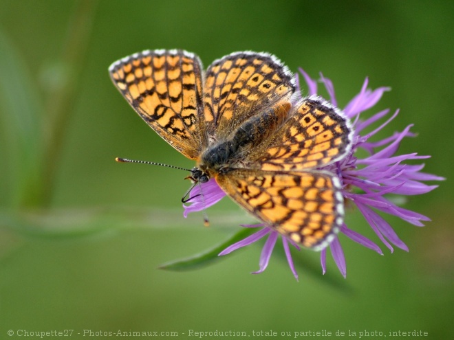 Photo de Papillon