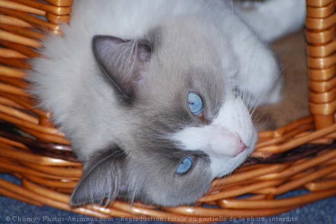 Photo de Ragdoll