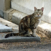 Photo de Chat domestique