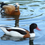 Photo de Canard