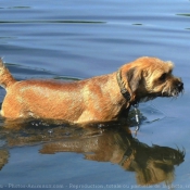 Photo de Border terrier