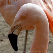 Photo de Flamand rose