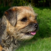 Photo de Border terrier