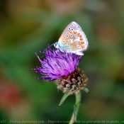 Photo de Papillon