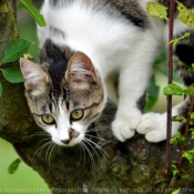 Photo de Chat domestique