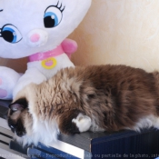 Photo de Ragdoll