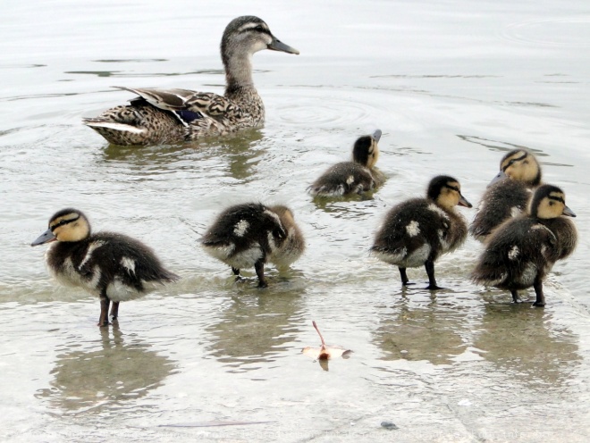 Photo de Canard colvert