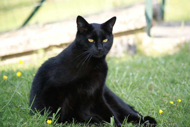 Photo de Chat domestique