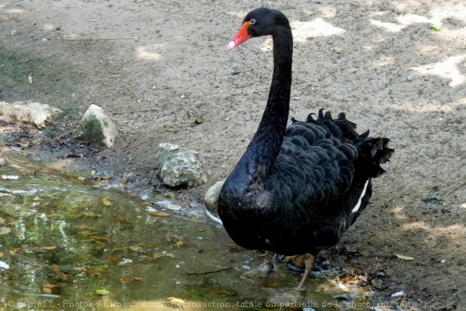 Photo de Cygne