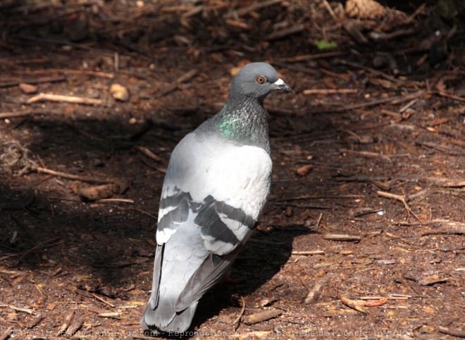 Photo de Pigeon