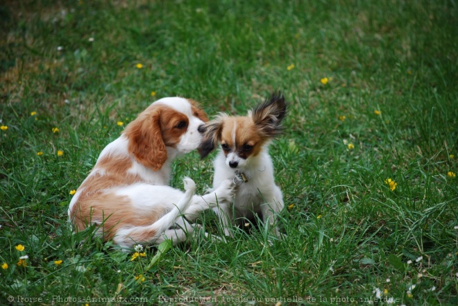 Photo de Races diffrentes