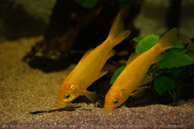 Photo de Poissons rouges