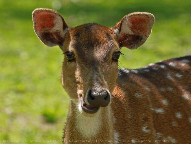 Photo de Cerf